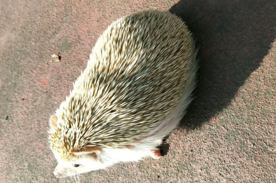 刺猬吃什么东西