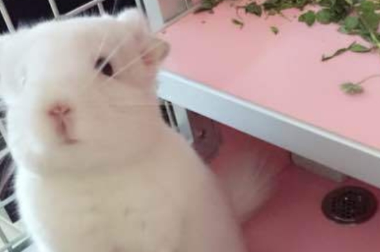 龙猫亲人吗