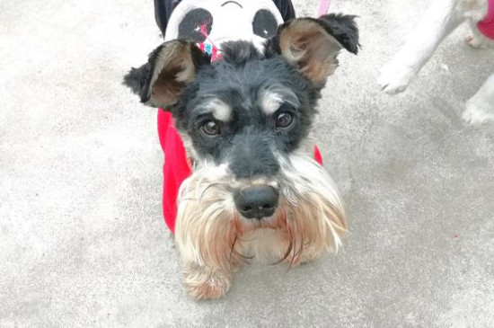 十大聪明名犬