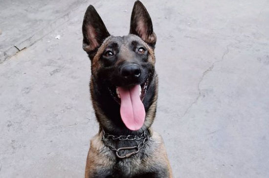 马犬第一次发情几个月