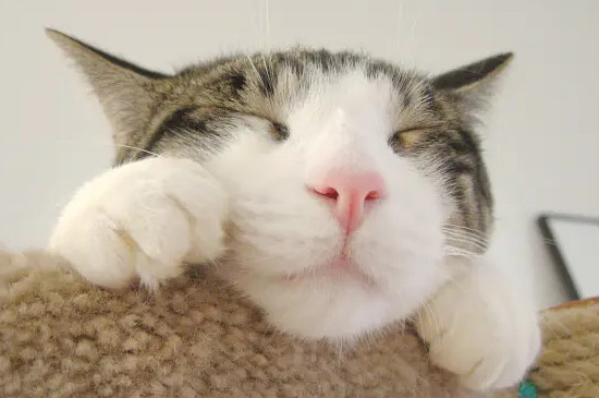 猫眼睛流脓一样的眼屎是怎么回事