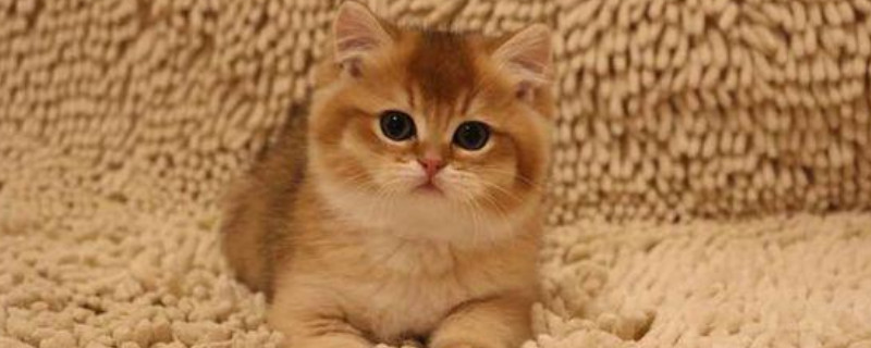 猫眼竖瞳和圆瞳的区别