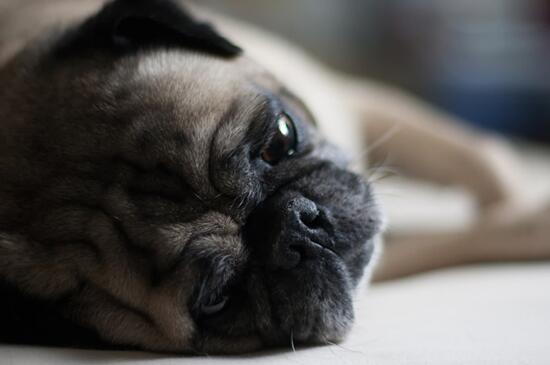 巴哥犬好养吗