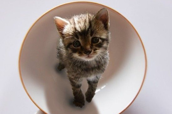 长不大的猫咪什么品种