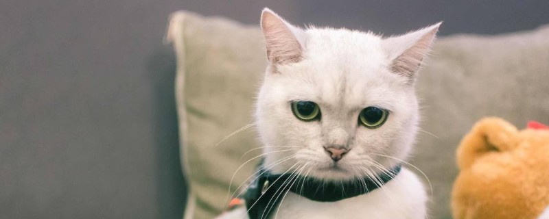 猫咪总想出去玩大叫怎么办