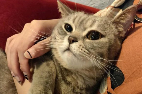 猫咪三大绝症