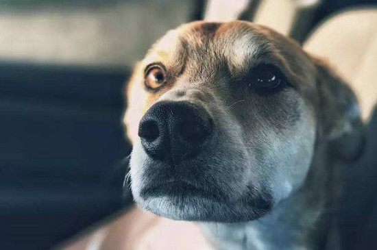 狗狗为什么会吐