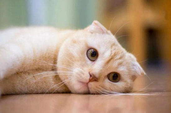 猫猫发出呼噜声是为什么