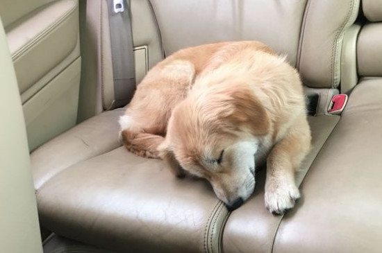 狗狗假孕是什么造成的