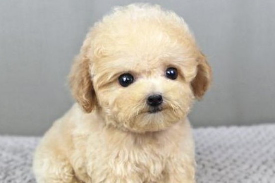 茶杯犬能吃什么不能吃什么