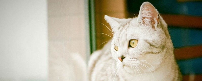 猫能吃馒头吗