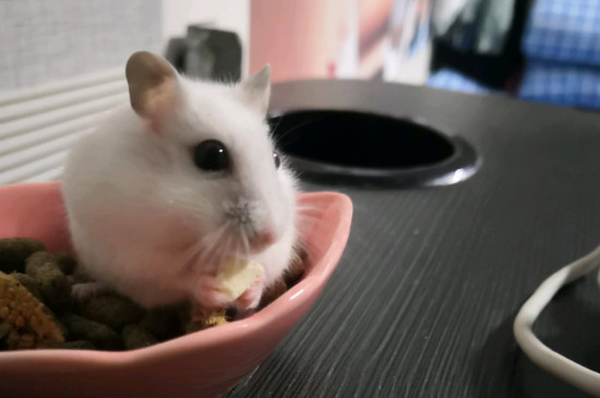 仓鼠吃什么