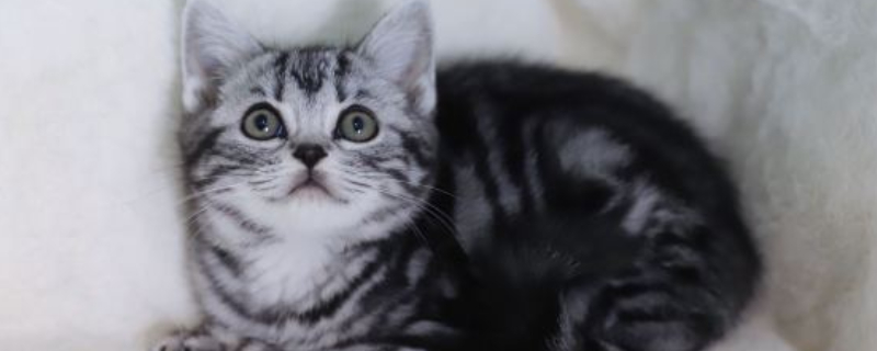 美国短毛猫粘人程度
