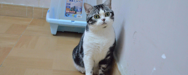 猫鼻支是什么