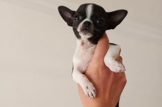 什么狗最小而且长不大