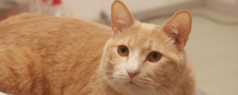 猫肚子鼓鼓的硬硬的