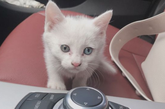 猫舍和宠物店区别