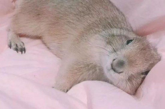 土拨鼠会冬眠吗
