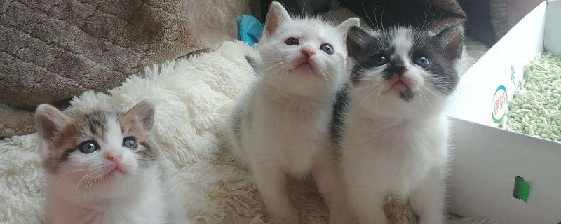 小猫多大断奶，幼猫啥时候断奶能送人