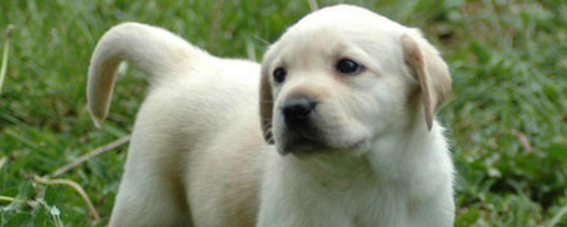 适合家养的中型短毛犬