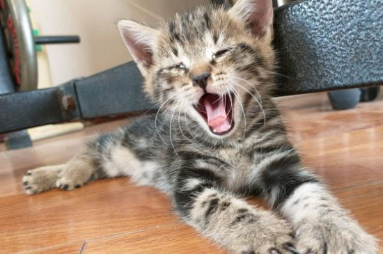 狸花猫是土猫吗
