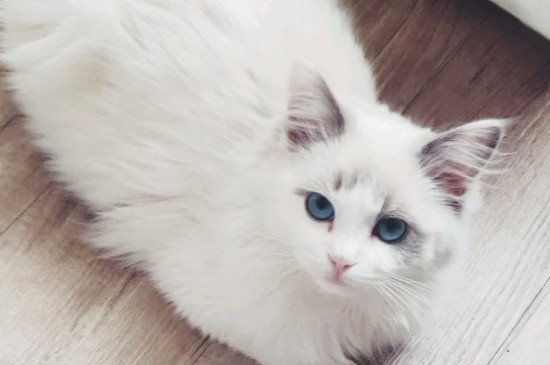 猫拉稀但是精神很好