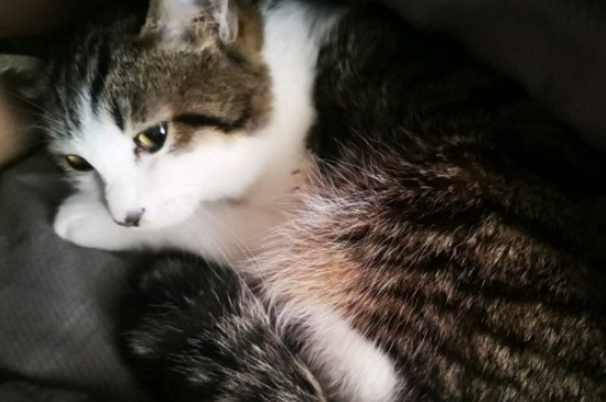 猫吃酸奶会不会有事