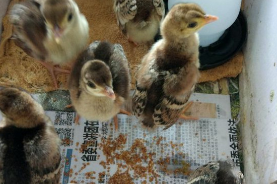 孔雀吃什么