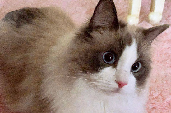 牛磺酸对猫的作用