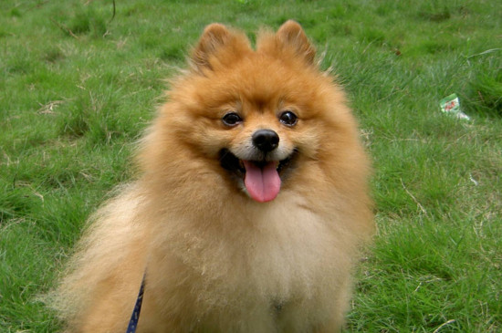 比熊犬和博美哪个好，优缺点都较多但博美更漂亮