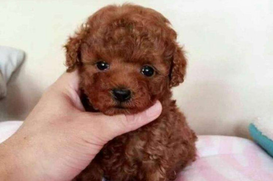 茶杯贵宾犬多少钱一只，迷你狗贵宾大概的价格