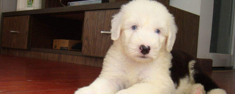 古牧犬掉毛吗