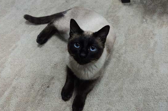 猫洗脸意味着什么