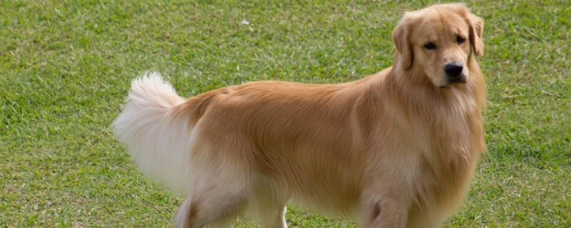 金毛寻回犬好养吗