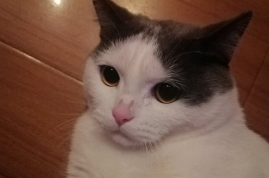 猫鼻支怎么治疗