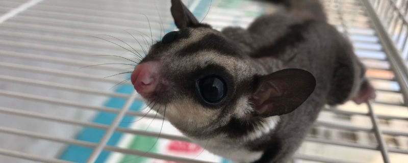 如何判断蜜袋鼯生病了