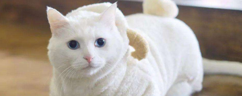 猫能吃胡萝卜吗