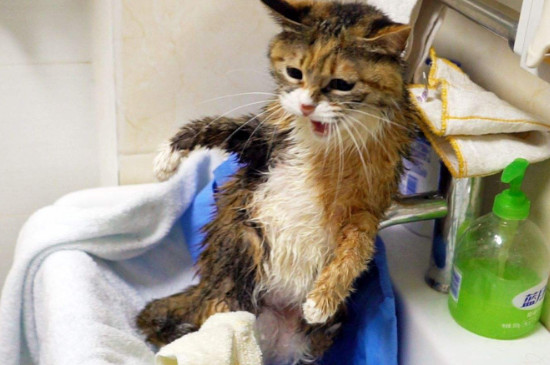 猫怎么洗澡，如何给宠物猫洗澡