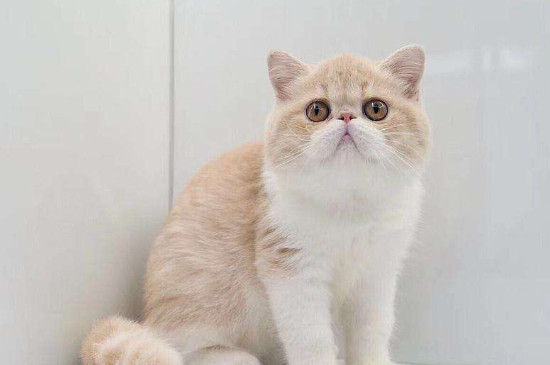 猫拉血是怎么回事