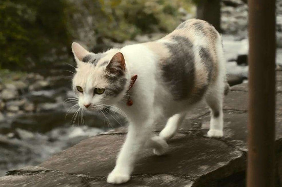 母猫临产褐色分泌物