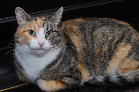 三色公猫很值钱吗