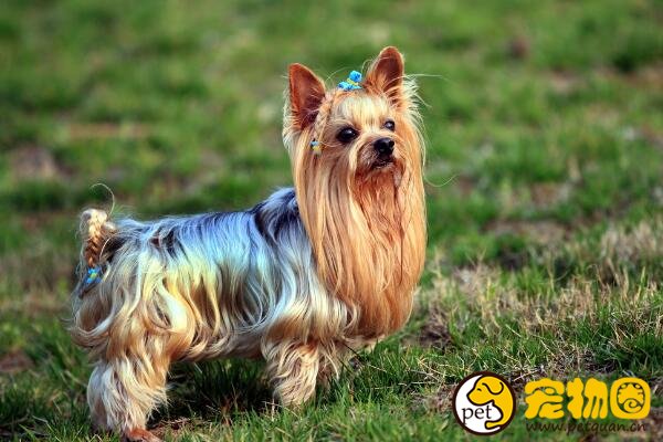 约克夏梗犬体型比吉娃娃还小，捉老鼠的本事比猫还大