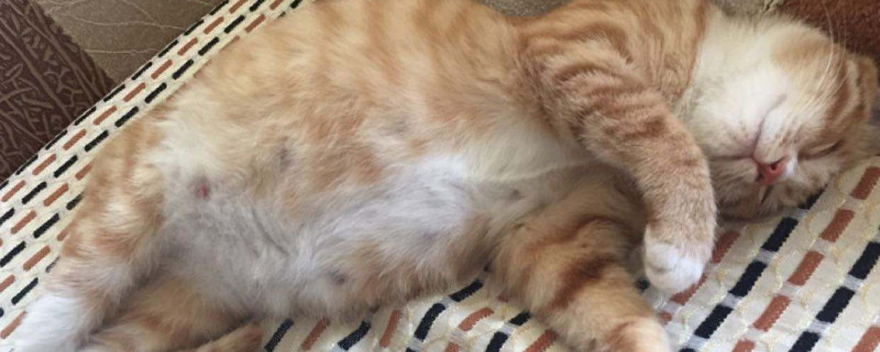 猫会自己排出死胎吗