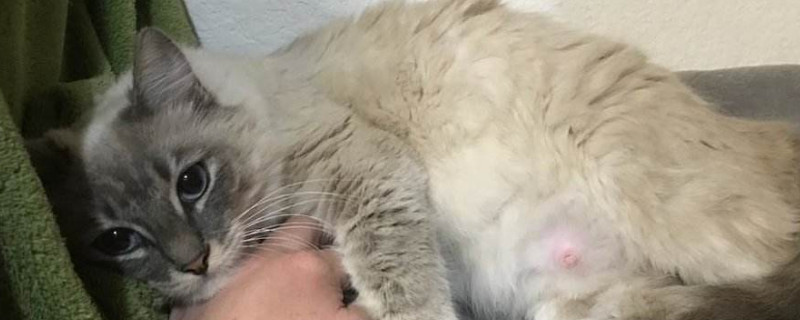 猫一窝能生几只