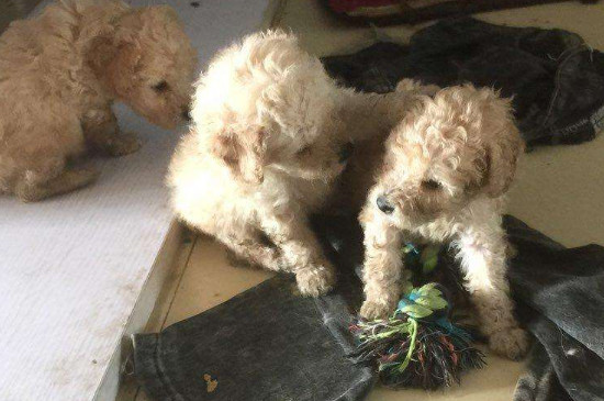 泰迪能承受零下7度吗