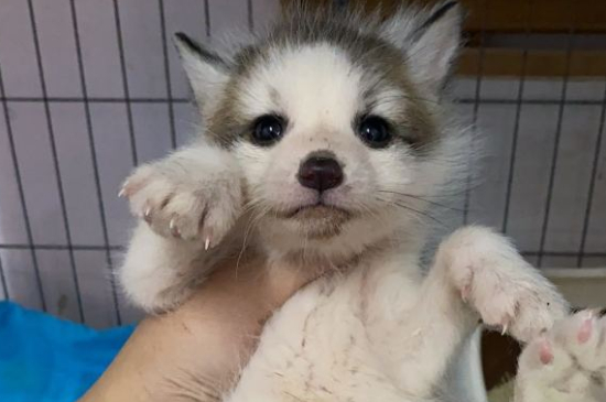 宠物狐狸的品种有哪些