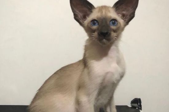 东方短毛猫掉毛吗