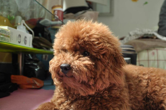狗身上发现蜱虫家里也会有吗