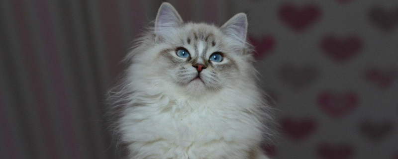 猫可以吃巧克力吗