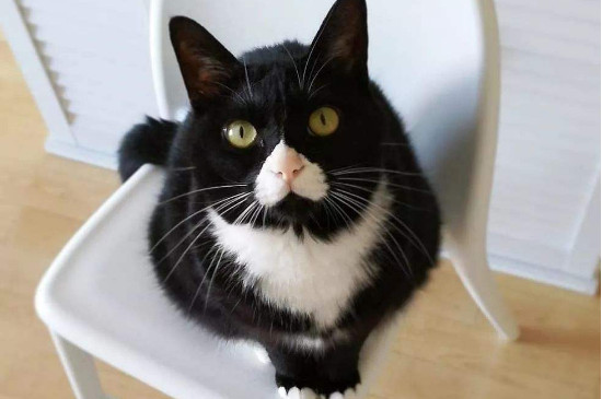 猫咪鼻子上有黑痂